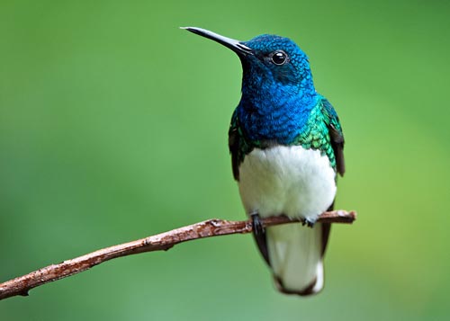 birdwatching-costa-rica