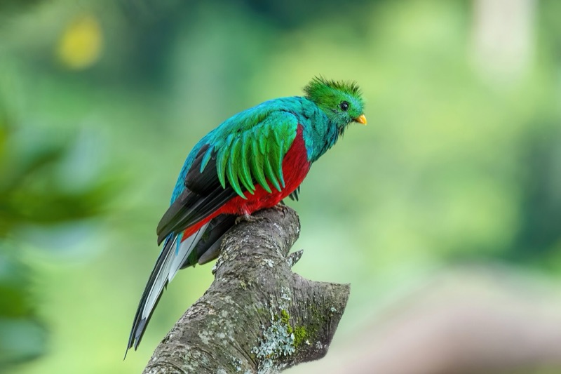 A male resplendent quetzal perched on a branch in Los Quetzales National Park