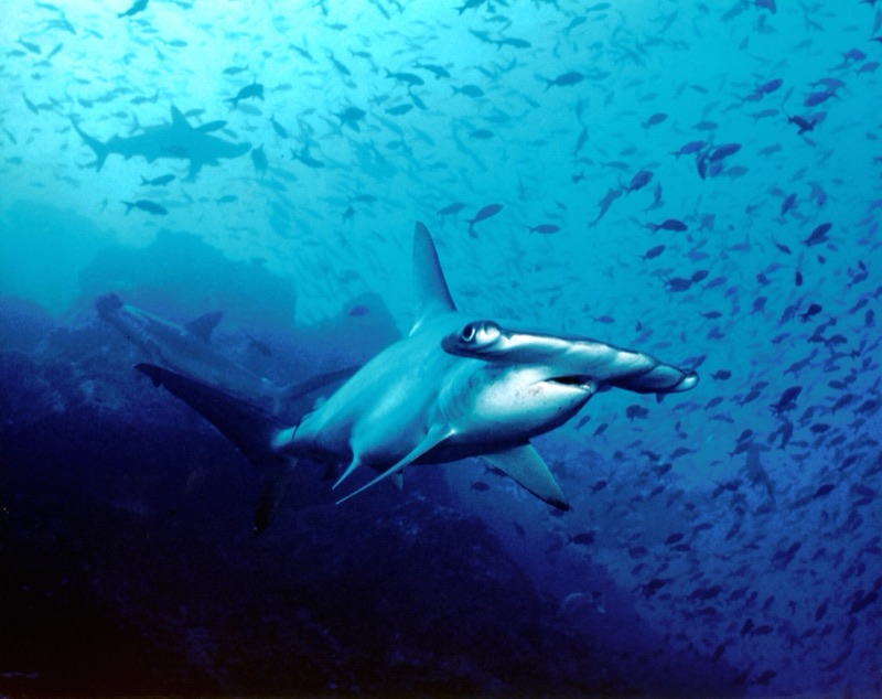 A scalloped hammerhead shark swimming among fish at Cocos Island